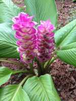 2 เหง้า ว่านเทพประชุมพร (Curcuma cordata) หนึ่งในว่านตระกูลเทพ สุดยอดว่านชั้นสูง ปลูกไว้เป็นเสน่ห์เมตตาแก่ผู้ปลูก