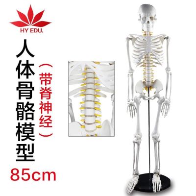 Manufacturers selling human body skeleton model of medical teaching model with spinal nerve 85 cm human body skeleton model