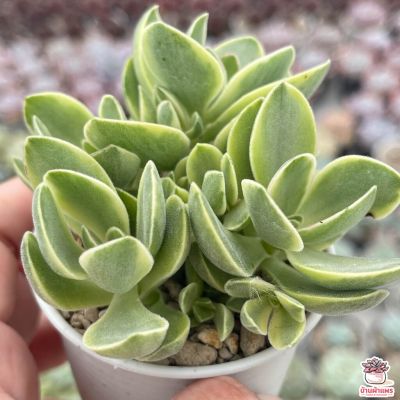 ขายดีอันดับ1 Crassula Platyphylla Variegated กุหลาบหิน cactus&amp;succulentหลากหลายสายพันธุ์ ส่งทั่วไทย ต้นไม้ ฟอก อากาศ กระถาง ต้นไม้ ไม้ ประดับ ต้นไม้ ปลูก ใน บ้าน