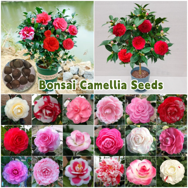 [100 Original] Camellia Flower Seeds for Sale (10 Seed) Assorted