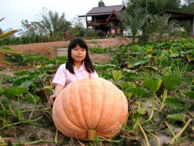 ฟักทองยักษ์ บรรจุ5เมล็ด  Atlantic Giant Pumpkin ใหญ่ที่สุดในโลก ผลใหญ่มากหนักเกือบ1 ตัน