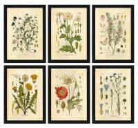 ✣☑ Vintage Wild Plant โปสเตอร์ดอกไม้พฤกษศาสตร์ Study ห้องนั่งเล่นแขวนภาพวาด Peony ภาพ Aesthetic Room Decor ภาพวาดผ้าใบ