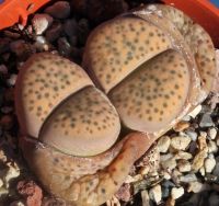 12 เมล็ด ไลทอป กระบองเพชร ไม้อวบน้ำ กุหลาบหิน แคคตัส Living Stones Lithops สายพันธุ์ fulviceps var. laevigata