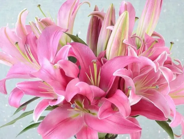 Oriental Lily Flower Pink - Fresh Flowers Online Flower Delivery Flower  Arrangement Home Flower Decoration | Lazada Singapore