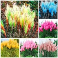 100 เมล็ดหญ้า หญ้าภูเขา หญ้าแพมพัส Pampas grass แปมปัส นำเข้าจาก USA อัตราการงอกของเมล็ด 80-85%