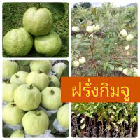 ฝรั่งกิมจู จัดชุด 2 ต้น 160 บาท กิ่งตอนชำลงถุงดำแล้ว สูง 50-60 ซม.