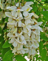 เมล็ดพันธุ์ แบล็คโลคัสท์ (Black locust / Robinia pseudoacacia) ต้นไม้ดอกสวยสีขาว จากโปรตุเกส