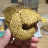 ? ฟอสซิลแอมโมไนต์ จากประเทศโปแลนด์(Ammonite Fossils from Poland)?