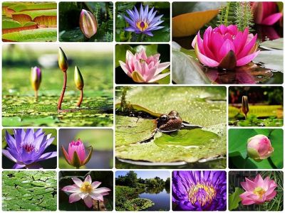 เมล็ดบัว 100 เมล็ด ดอกสีน้ำเงิน ดอกเล็ก พันธุ์แคระ จิ๋ว ของแท้ 100% เมล็ดพันธุ์ Seeds Bonsaiบัวดอกบัว ปลูกบัว เม็ดบัว สวนบัว บัวอ่าง Lotus Waterlily Seed