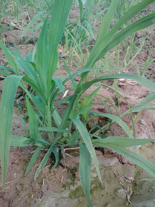 ขายส่ง-500-กรัม-เมล็ดหญ้ากัมบ้า-andropogon-gayanus-พืชตระกูลหญ้า-เมล็ดพันธ์หญ้า-หญ้าอาหารสัตว์-หญ้าพันธุ์-หญ้ารูซี่-หญ้ากินนี-หญ้าอะตราตั้ม