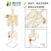 Medical human thoracic spine structure model the whole spine bone sternum ribs chest skeletons sacral vertebrae model