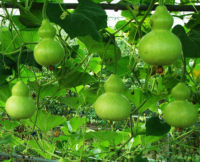 เมล็ดพันธุ์ น้ำเต้า - Bottle Gourd 10 เมล็ด