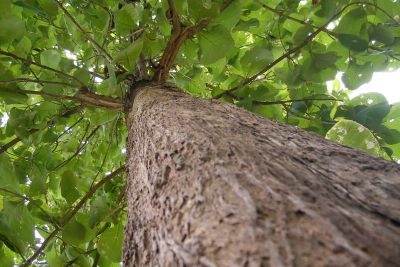 เมล็ดพันธุ์ Seeds Bonsai สักทอง 100 เมล็ด พันธุ์ไม้ไทย เนื้อดี.