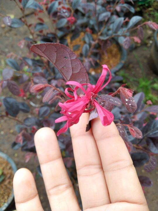 ต้นหงส์ฟู่-chinese-fringe-flower-chinese-witch-hazel-loropetalum-ไม้พุ่ม-นิยมปลูกเป็นไม้กระถาง-ชาวจีนนิยมปลูกเป็นบอนไซ-ไม้กลางแจ้ง-กระถาง11นิ้ว-สูงประมาณ30-50cm