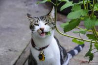 Catnip Cat Herb (1000 seeds) แคทนิป (1000 เมล็ด)