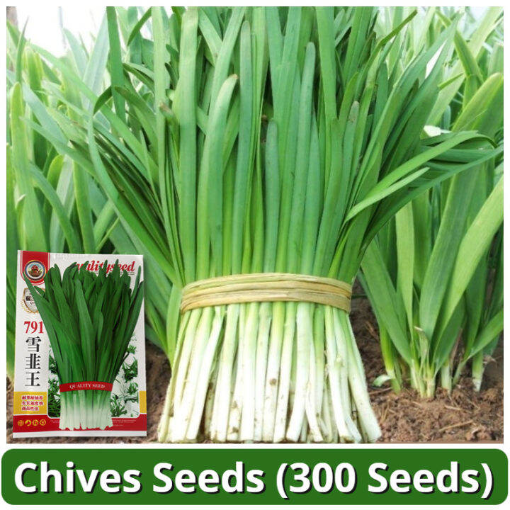 High Yield Chives Seeds (300 Seed) 791 Snow Leek Seeds Chinese Chives ...