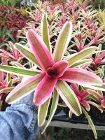 ? Neo Annic แอนนิค # ต้นสับประรดสี#bromeliad# ต้นไม้สวยงาม# ไม้ประดับ# ตกแต่งสวน# ปลูกตกแต่งบ้าน# ไม้มงคล ของพร้อมส่ง เก็บเงินปลายทาง ?