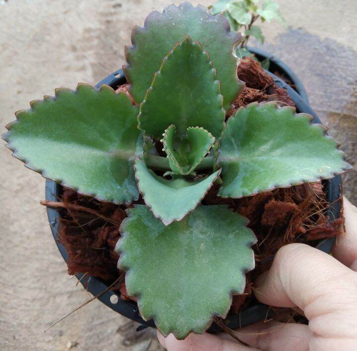 เศรษฐีพันล้าน-kalanchoe-hybrid-เป็นไม้มงคลเสริมความร่ำรวย-ทำมาค้าขึ้น-ทนแล้ง-เลี้ยงง่าย-ชอบแดด-กระถาง5นิ้ว