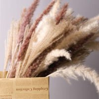 【Cw】 20pcs Pampas Grass Dried Flowers Reed Flores Artificial Flowers Home Decor Fake Flowers Wedding decoration