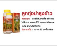 ลูกทุ่งบำรุงข้าว ฮอร์โมนน้ำ สำหรับพืช ผลิตภัณฑ์   จาก.. MAXAGRO  ขนาด 1 ลิตร