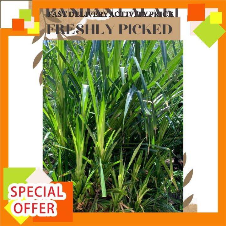 【mga bagay na may pagkain】 PANDAN LALAKI LEAVES (FRESHLY PICKED