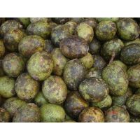 เมล็ดพันธุ์มะกอกป่าสำหรับปลูก มะกอก (Hog plum) (ใช้ใส่ตำส้มตำอร่อยอร่อยมาก) 10เมล็ด 29 บาท