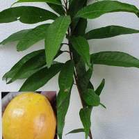 ขายต้นพันธุ์เซียนท้อ Egg fruit มีชื่อเรียกอย่างอื่นว่าหมากป่วน โตมา ละมุดเขมร ละมุดอินเดีย ละมุดสวรรค์ เซียมท้อ แอปเปิ้ลเขมร ท้อเขมร ท้อ