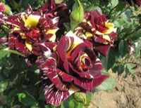 30 เมล็ด เมล็ดพันธุ์ กุหลาบ สตาร์แอนด์สไตร้พส์ Tiger Striped Rose Seed สี แดง-เหลือง ดอกใหญ่ นำเข้าจากต่างประเทศ พร้อมคู่มือ เมล็ดสดใหม่