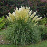 100 เมล็ดหญ้า หญ้าภูเขา หญ้าแพมพัส Pampas grass แปมปัส นำเข้าจาก USA อัตราการงอกสูง 80-85%