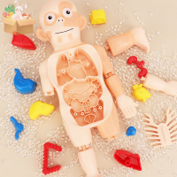 CHIDI KID 3D Puzzle Human Body กายวิภาคศาสตร์รูปแบบการเรียนรู้การศึกษาอวัยวะประกอบของเล่น