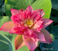 5 เมล็ด บัวนอก บัวนำเข้า บัวสายพันธุ์ Chinese Lark LOTUS สีชมพู สวยงาม ปลูกในสภาพอากาศประเทศไทยได้ ขยายพันธุ์ง่าย เมล็ดสด