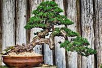 ขายถูก 120 เมล็ด เมล็ดสนดำญี่ปุ่น Japanese black pine bonsai seeds บอนไซ Bonsai บอนไซสนดำ ไม้ดัด ไม้โขด ไม้แคระ ไม้มงคล ไม้จิ๋ว ไม้หัว ไม้แปลก ไม้จัดสวน