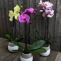 30 เมล็ดพันธุ์ เมล็ดกล้วยไม้ ฟาแลนนอปซิส (Phalaenopsis Orchids) Orchid flower Seed อัตราการงอก 80-85%.