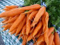 เมล็ดพันธุ์ แครอท Carrot พร้อมคำแนะนำการเพาะเมล็ด ปลูกง่าย เมล็ดผักสวนครัว เมล็ดพืช