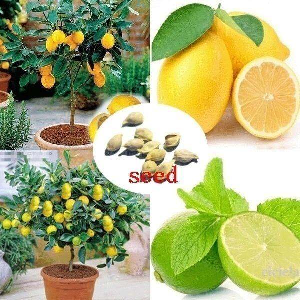 20PCS Lemon Bonsai Lemon Tree Rare Fruit Tree for Home Garden Courtyard