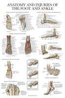 ลามิเนตกายวิภาคและการบาดเจ็บของเท้าและข้อเท้า,โปสเตอร์กายวิภาคของข้อต่อเท้าและข้อเท้า