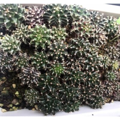 พร้อมส่ง โปรโมชั่น ไม้เมล็ด Gymnocalycium Mihanovichii Cactus ส่งทั่วประเทศ พรรณ ไม้ น้ำ พรรณ ไม้ ทุก ชนิด พรรณ ไม้ น้ำ สวยงาม พรรณ ไม้ มงคล