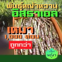 (promotion++) เหมา 1000 ท่อน ถูกกว่า ท่อนพันธุ์ หญ้าหวานอิสราเอล ปลูกเลี้ยงสัตว์ หญ้าวัว สุดคุ้มม ต้นไม้ ฟอก อากาศ กระถาง ต้นไม้ ไม้ ประดับ ต้นไม้ ปลูก ใน บ้าน