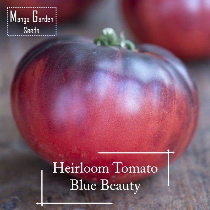 *Super Rare* Heirloom Blue Beauty Tomato Seeds - (It's a seed, not a ...