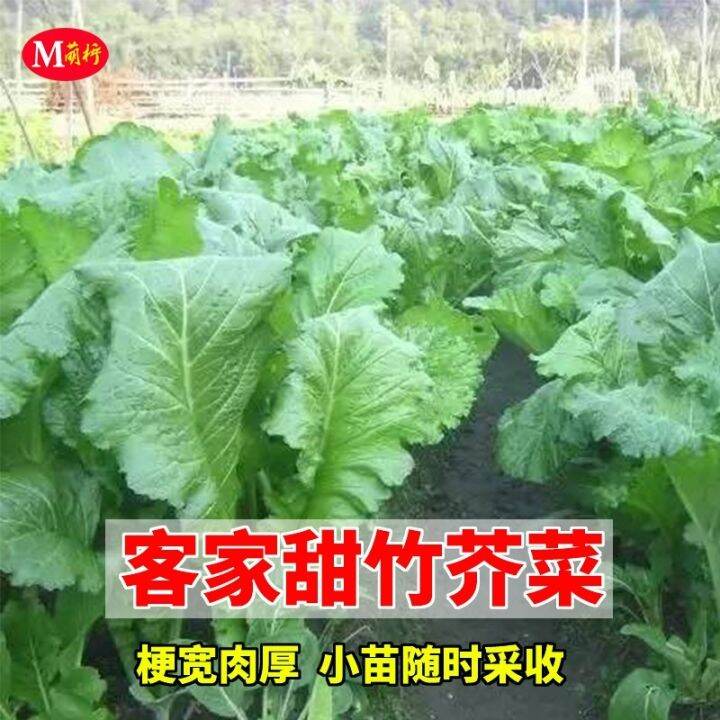 Hakka sweet mustard seed edulis pickle mustard seeds sauerkraut away