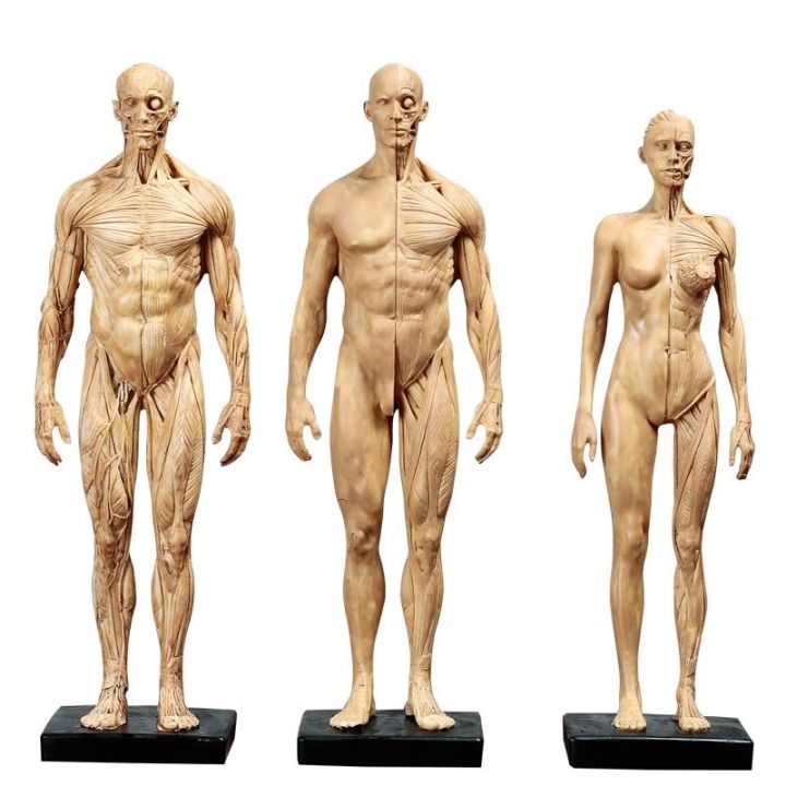 human-skeletal-muscle-model-cg-painting-art-copy-reference-biaoban-anatomy-sculpture-simulation-model-of-the-human-body