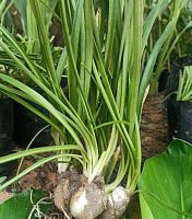 ขายส่ง ต้นพันธุ์ว่านพญาลิ้นงู Allium sp. ชื่ออื่น ว่านงู ว่านเขี้ยวงู ว่านงูเห่า นาคี สมุนไพรไทย สมุนไพรพื้นบ้าน ความเชื่อ ว่านมงคล 50 ต้น