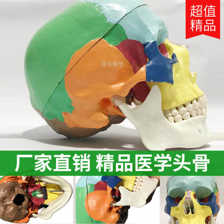 Skull skull model human brain bone painting medical anatomy head model