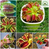 เมล็ดพันธุ์ กาบหอยแครงปากแดง Venus flytrap Seeds ต้นไม้กินแมลง ต้นดอกไม้สวยๆ เมล็ดดอกไม้ พันธุ์ดอกไม้ พันธุ์ไม้หายาก บอนไซ ต้นไม้ ต้นไม้ประดับ ต้นไม้ฟอกอากาศ ดอกไม้จริง เมล็ดพันธุ์แท้ 100% ปลูกง่าย ปลูกได้ทั่วไทย แต่ละแพ็คมี 30 เมล็ด - Seeds for planting