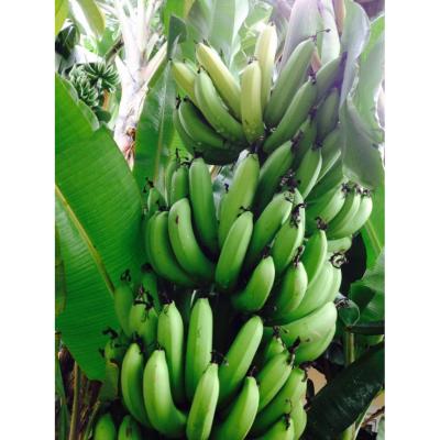 หน่อกล้วยหอมเขียว พันธุ์เกษตร ต้นเตี้ย (1 หน่อ) แถมฟรี..มูลไก่อัดเม็ด 1 Kg.