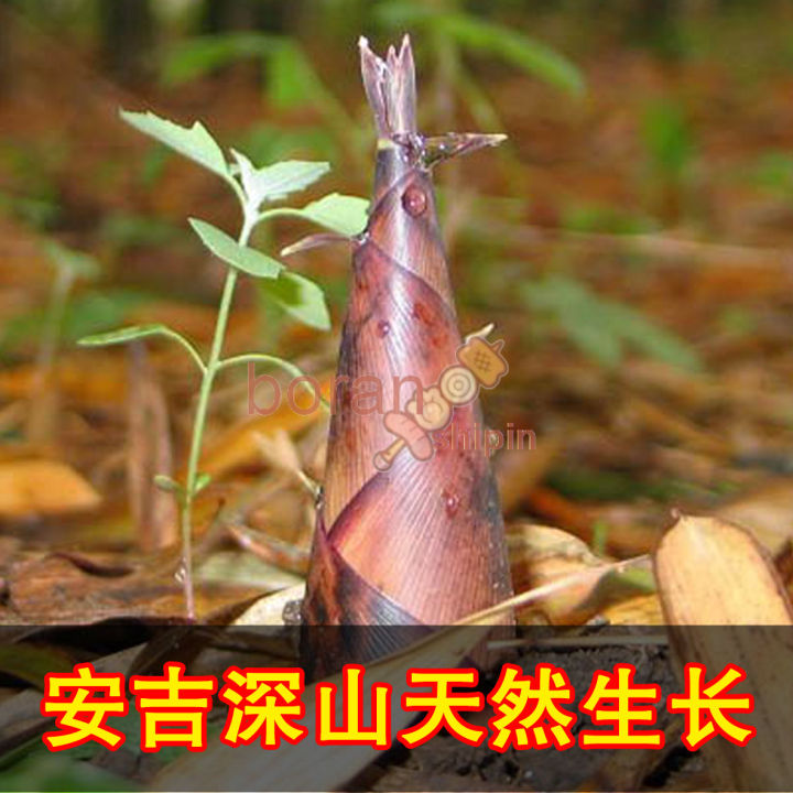 bamboo-bamboo-shoots-dry-bamboo-shoots-bamboo-shoots-dry-bamboo-shoots-tip-of-flat-bamboo-shoots-500g