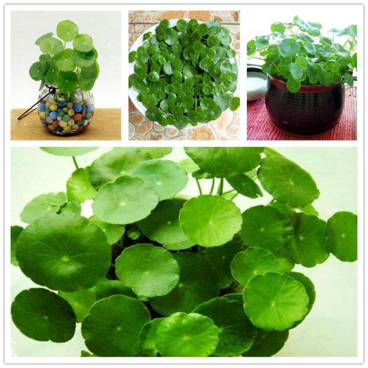 Malaysia Ready Stock Colorful Heart 100 Pcs/Pack Copper Grass Pilea