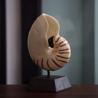 C&amp;C HOME Nautilus Shell on Stand เปลือกหอยเรซิ่น เปลือกหอยตกแต่งบ้าน ของตกแต่งบ้าน เปลือกหอยเรซิ่น ตกแต่งบ้าน เปลือกหอยเสือ