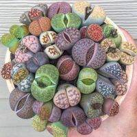 50 เมล็ดพันธุ์ Home Plant Seed เมล็ด ซักคิวเลนต์ หรือ ไม้อวบน้ำ กระบองเพชร ไลทอปส์ (Lithops) Succulent Seed อัตราการงอกของเมล็ด 80-85%