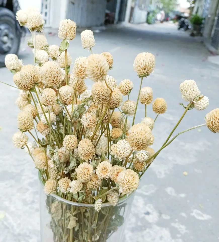 hoa khô cúc bách nhật bó 60g trang trí | Lazada.vn